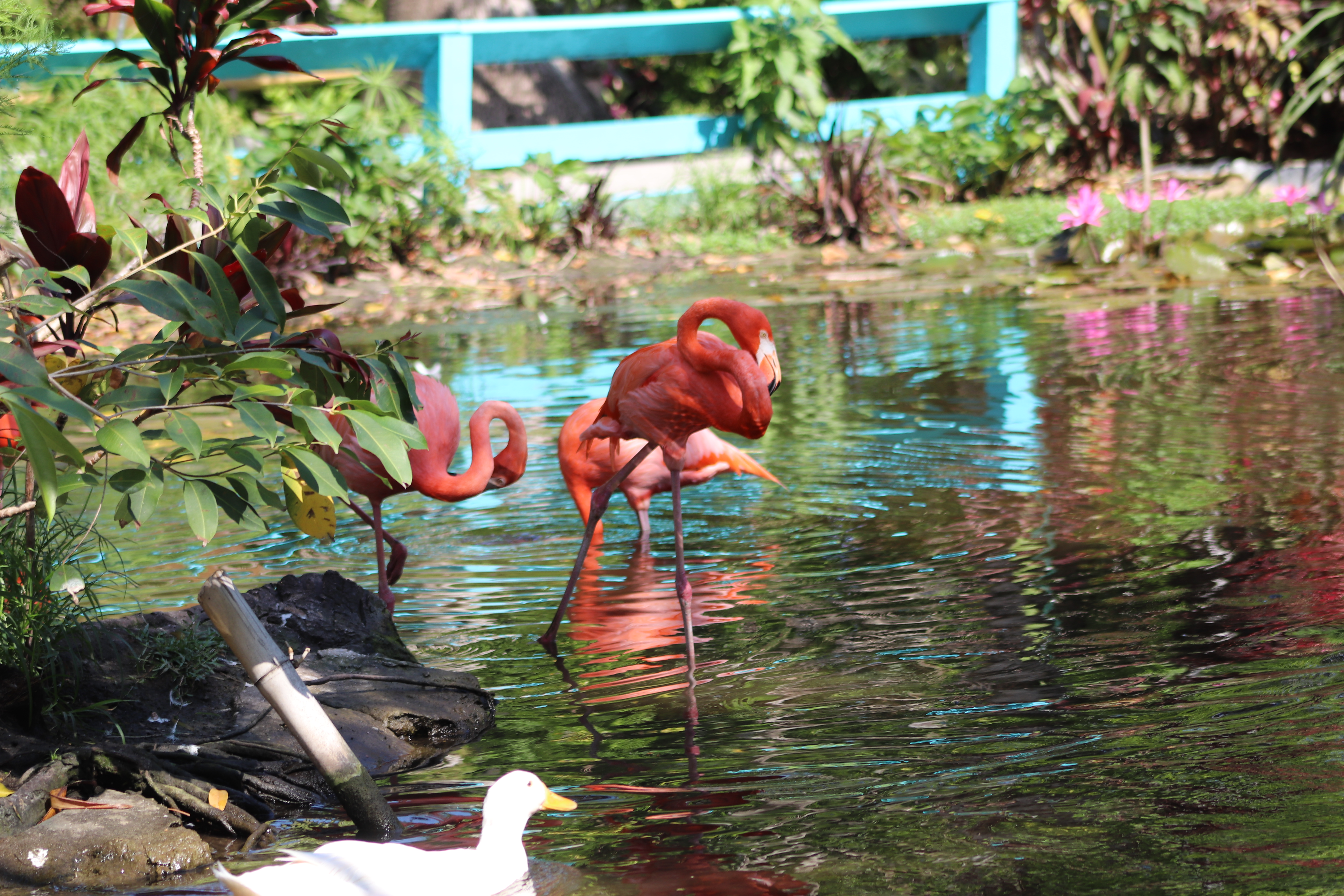 Flamingo Lagoon