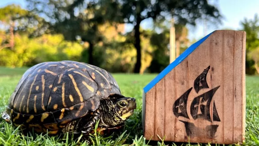 Turtle On the Tee Box