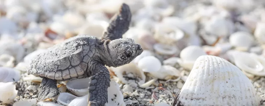 Baby sea turtle on beach