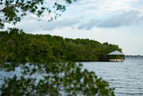 A small covered pavilion sits at the edge of calm water beside a dense green mangrove shoreline, viewed through foreground branches.